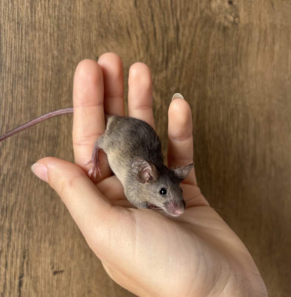 Fancy mouse Pet only Mus musculus 