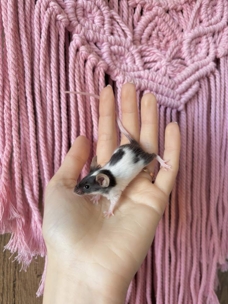 Fancy mouse Pet only Mus musculus 