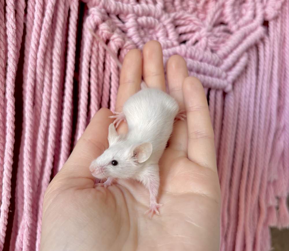 Fancy mouse Pet only Mus musculus 