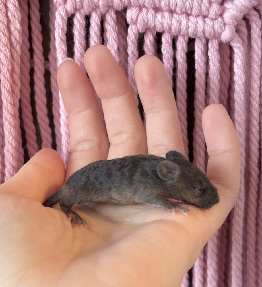 Fancy mouse Pet only Mus musculus 