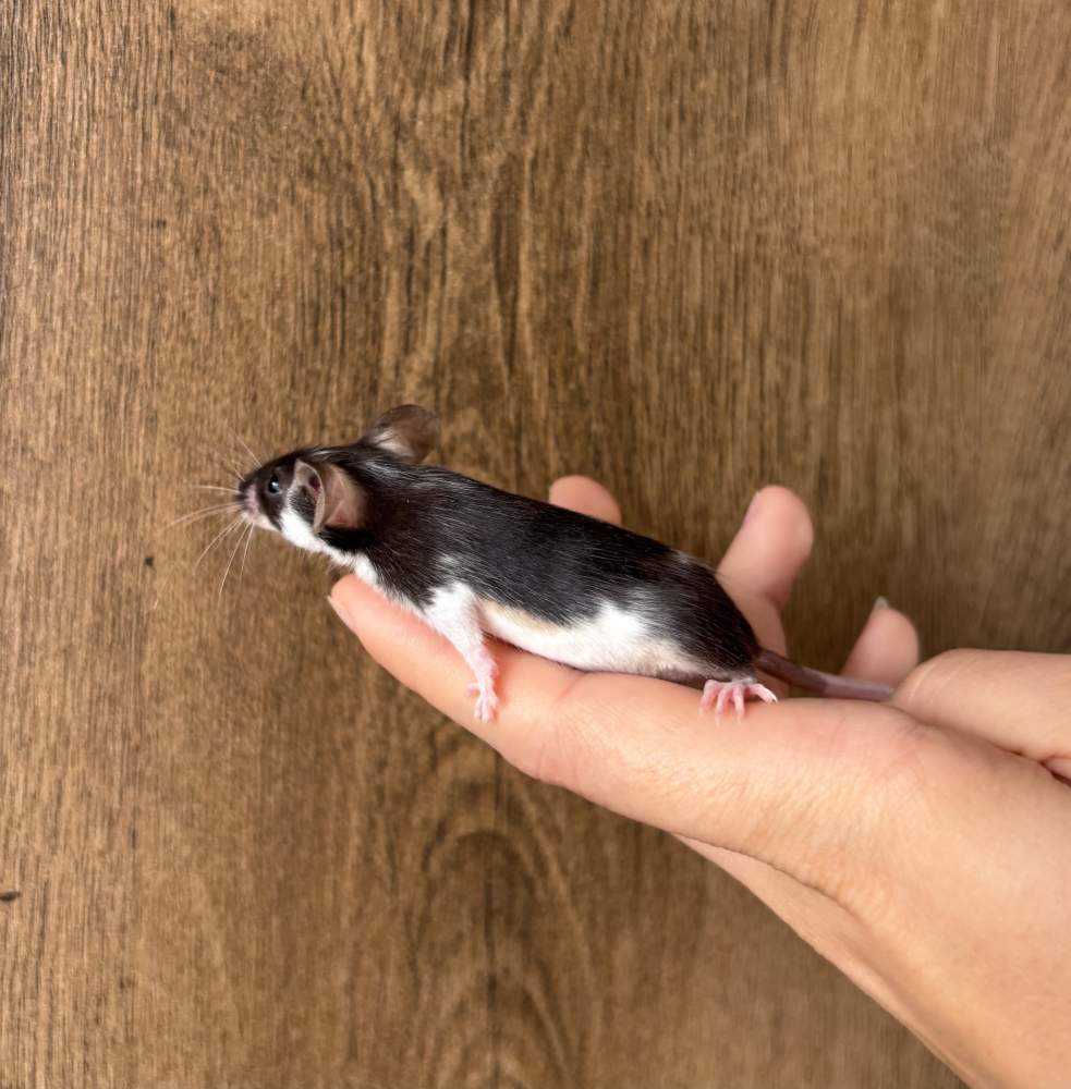Fancy mouse Pet only Mus musculus 