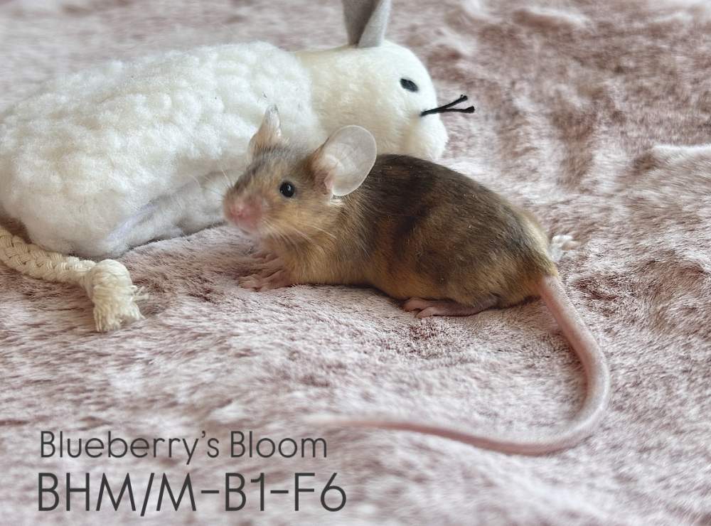 Fancy mouse Breeder Mus musculus 