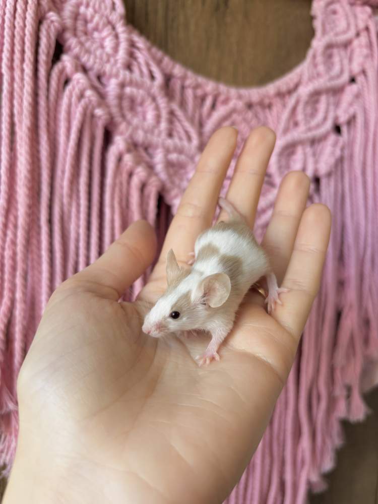 Fancy mouse Pet only Mus musculus 