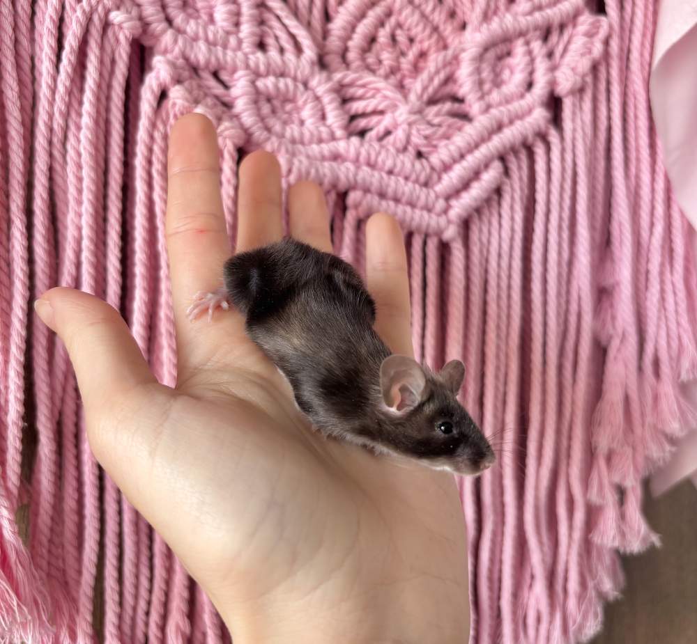 Fancy mouse Pet only Mus musculus 