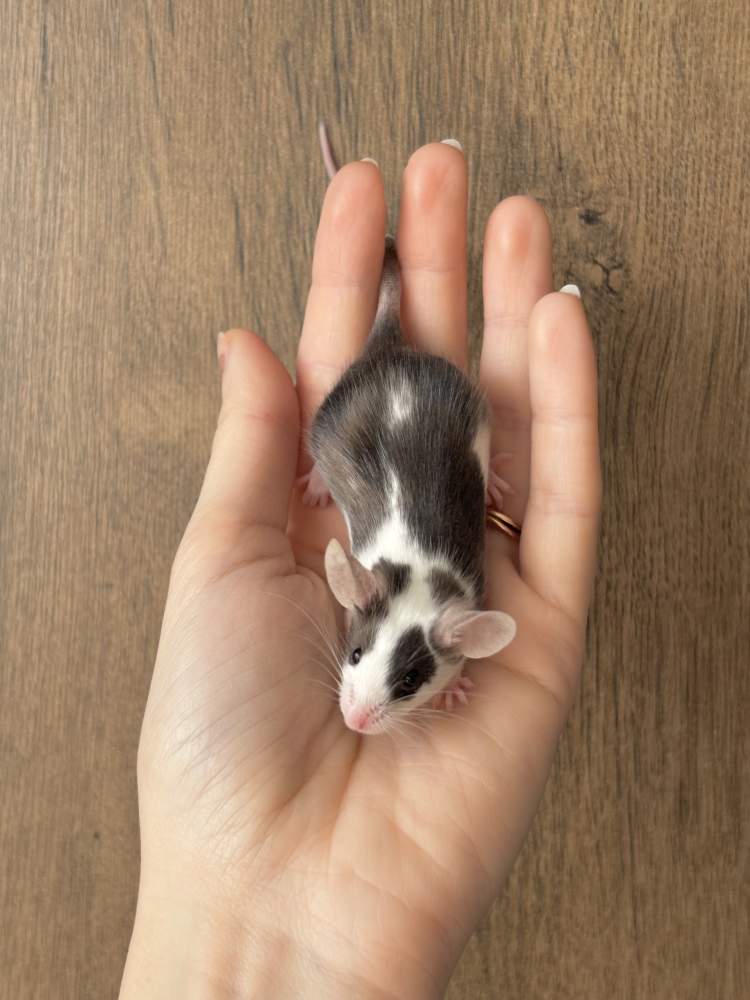 Fancy mouse Pet only Mus musculus 