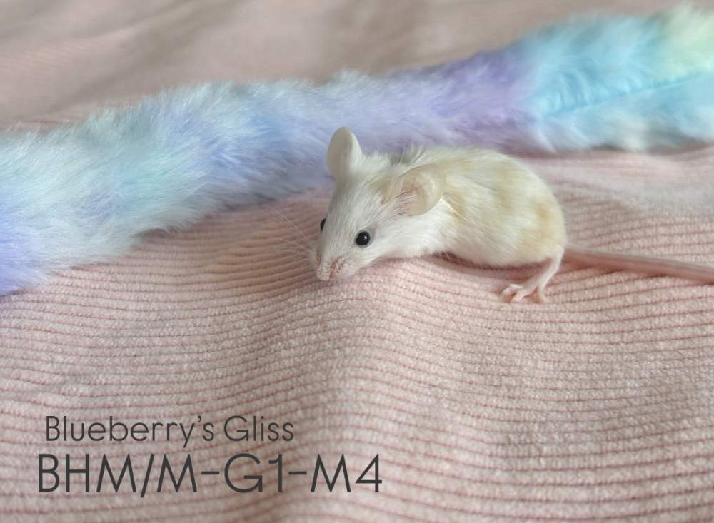 Fancy mouse Pet only Mus musculus 