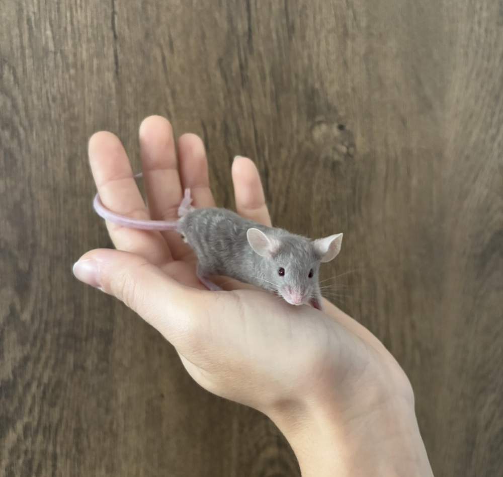 Fancy mouse Pet only Mus musculus 