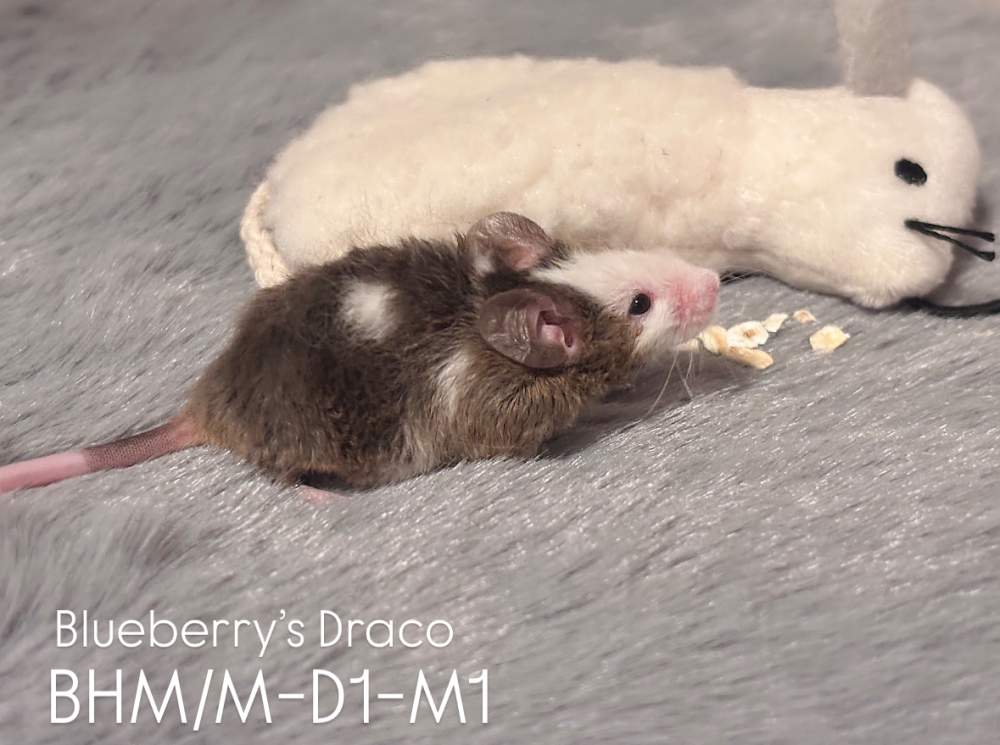 Fancy mouse Pet only Mus musculus 