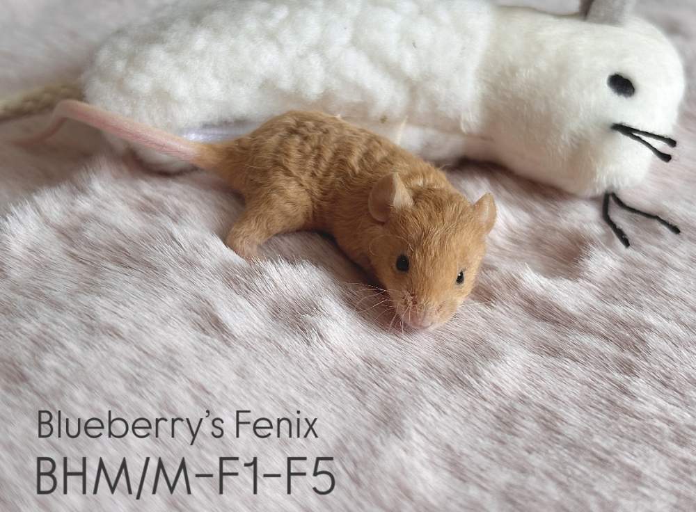 Fancy mouse Pet only Mus musculus 