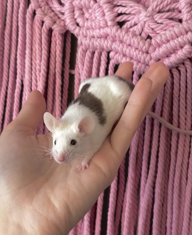 Fancy mouse Breeder Mus musculus 