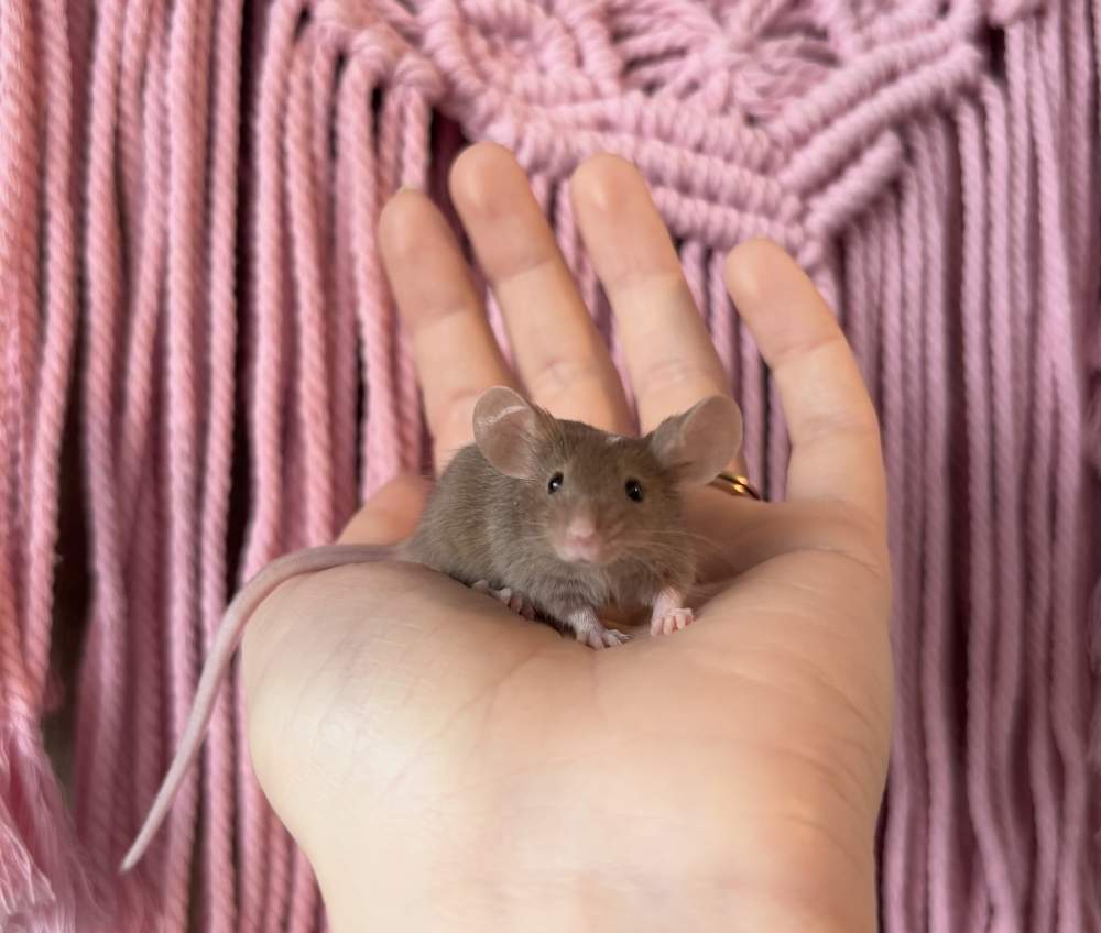 Fancy mouse Pet only Mus musculus 