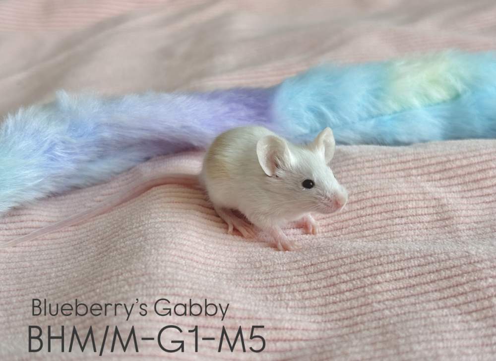 Fancy mouse Pet only Mus musculus 