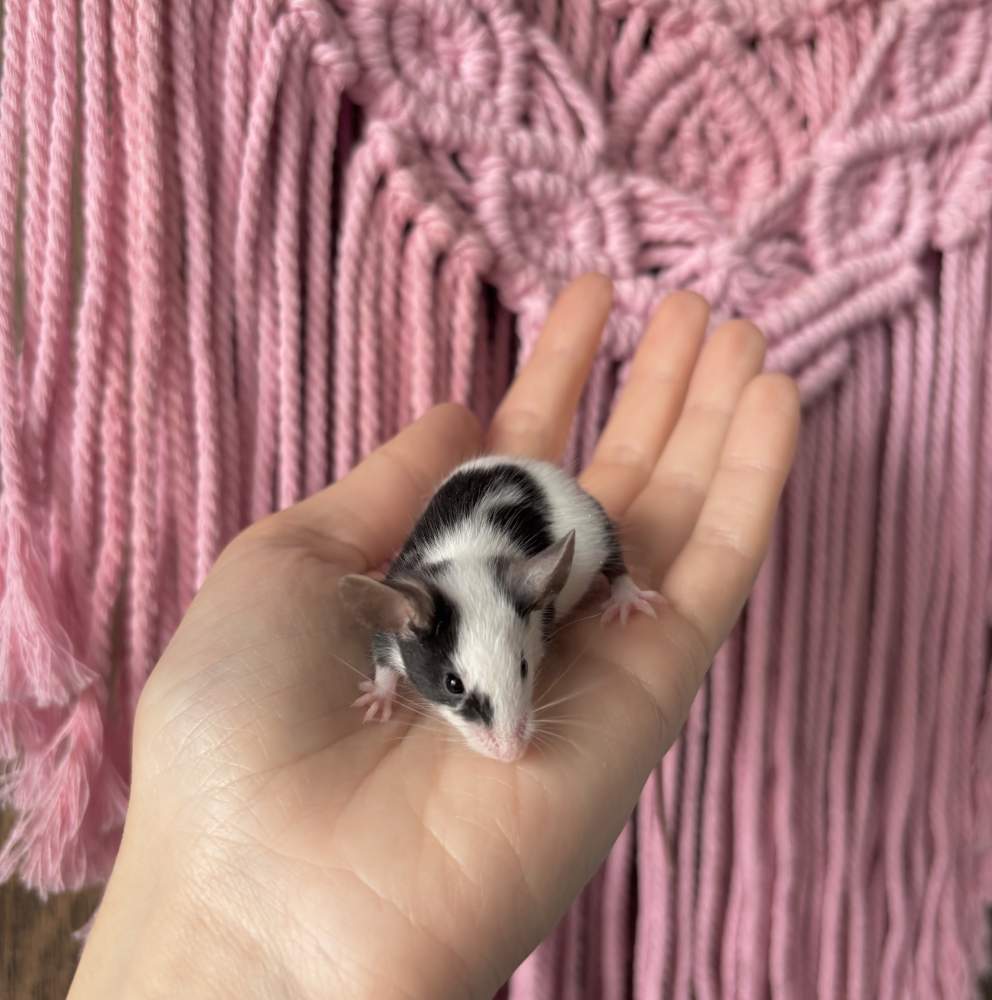 Fancy mouse Pet only Mus musculus 
