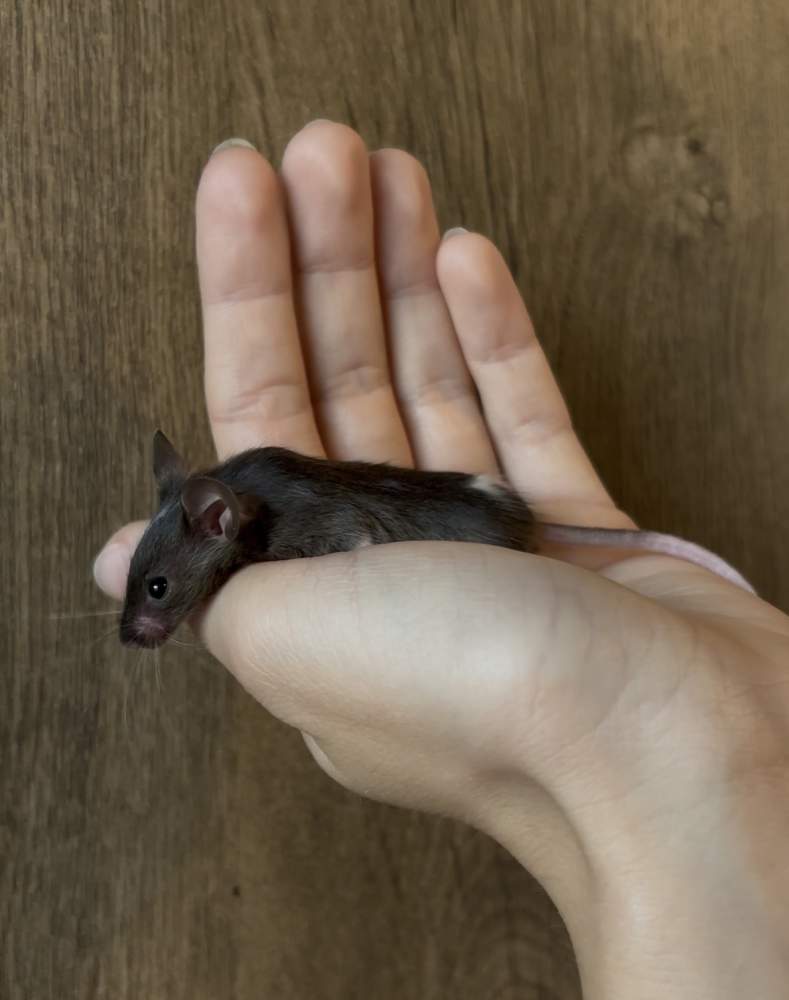 Fancy mouse Breeder Mus musculus 