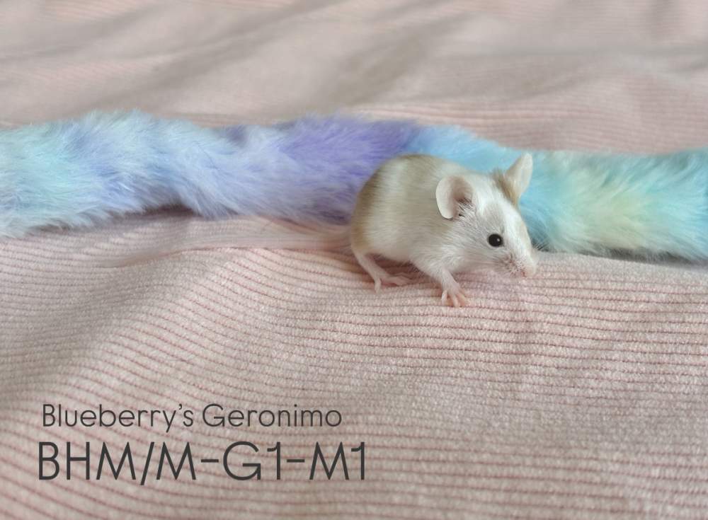 Fancy mouse Pet only Mus musculus 