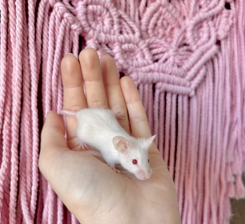 Fancy mouse Pet only Mus musculus 