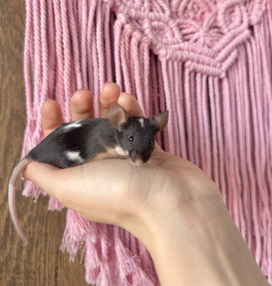 Fancy mouse Breeder Mus musculus 