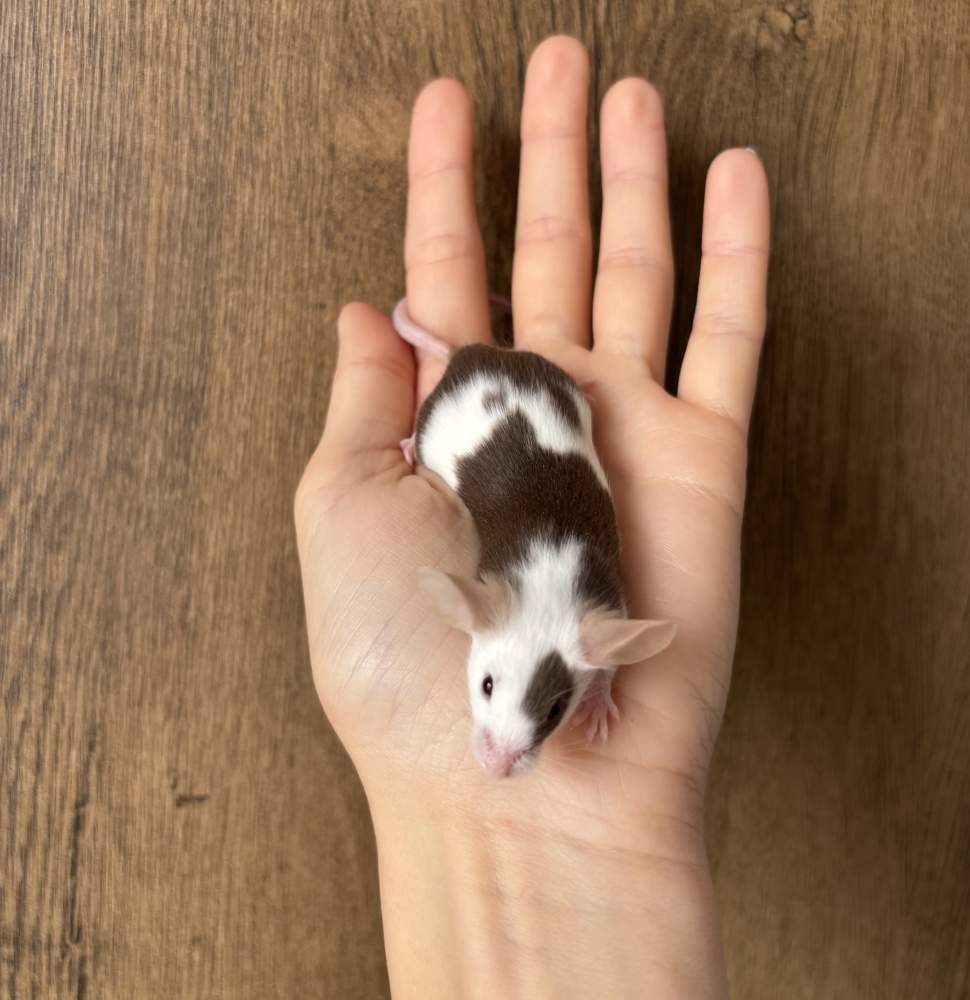Fancy mouse Pet only Mus musculus 