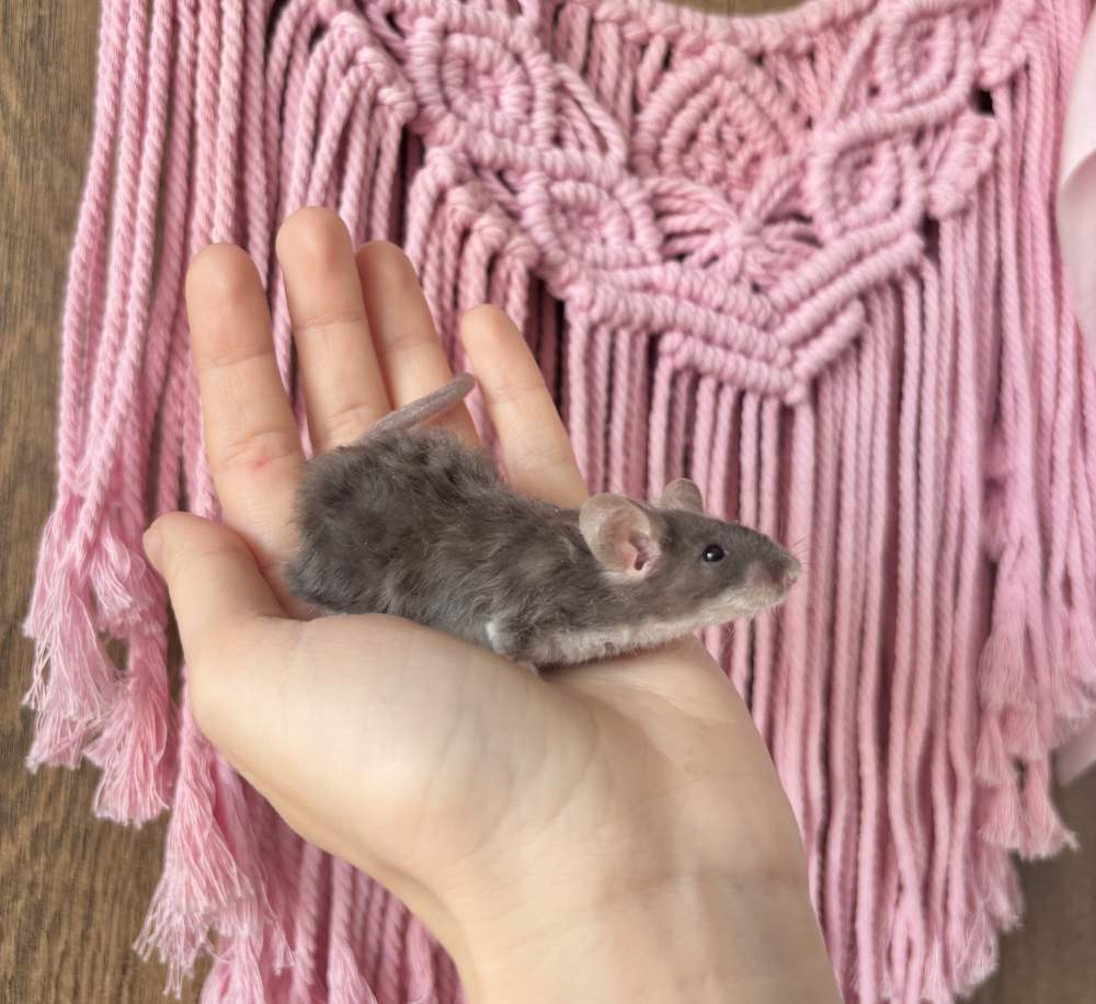 Fancy mouse Pet only Mus musculus 
