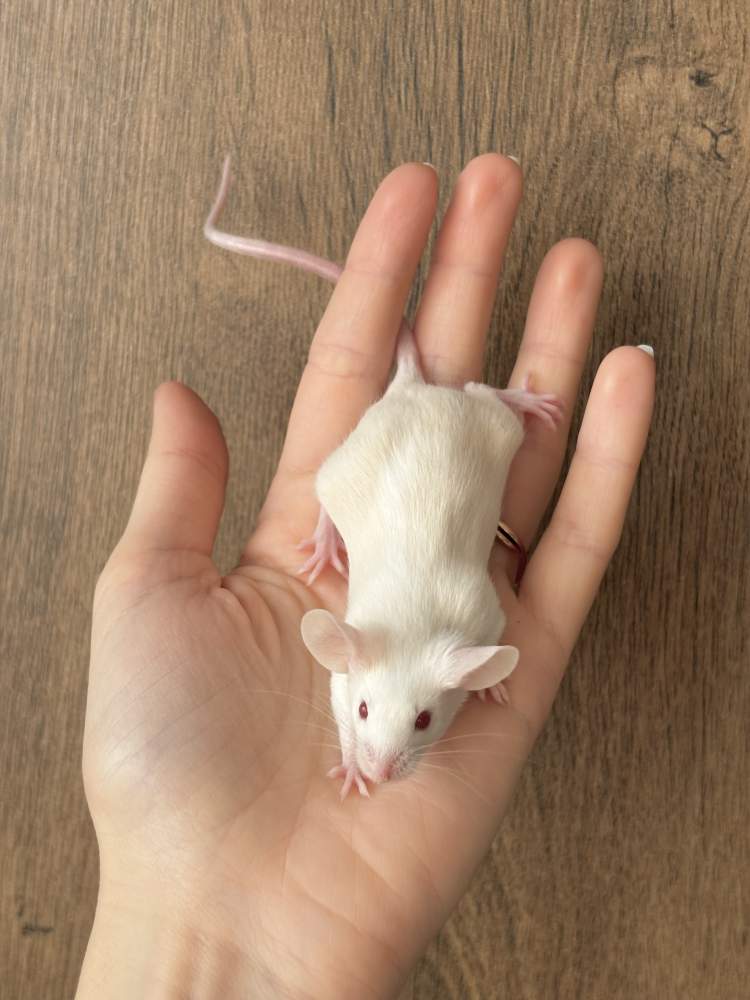 Fancy mouse Breeder Mus musculus 