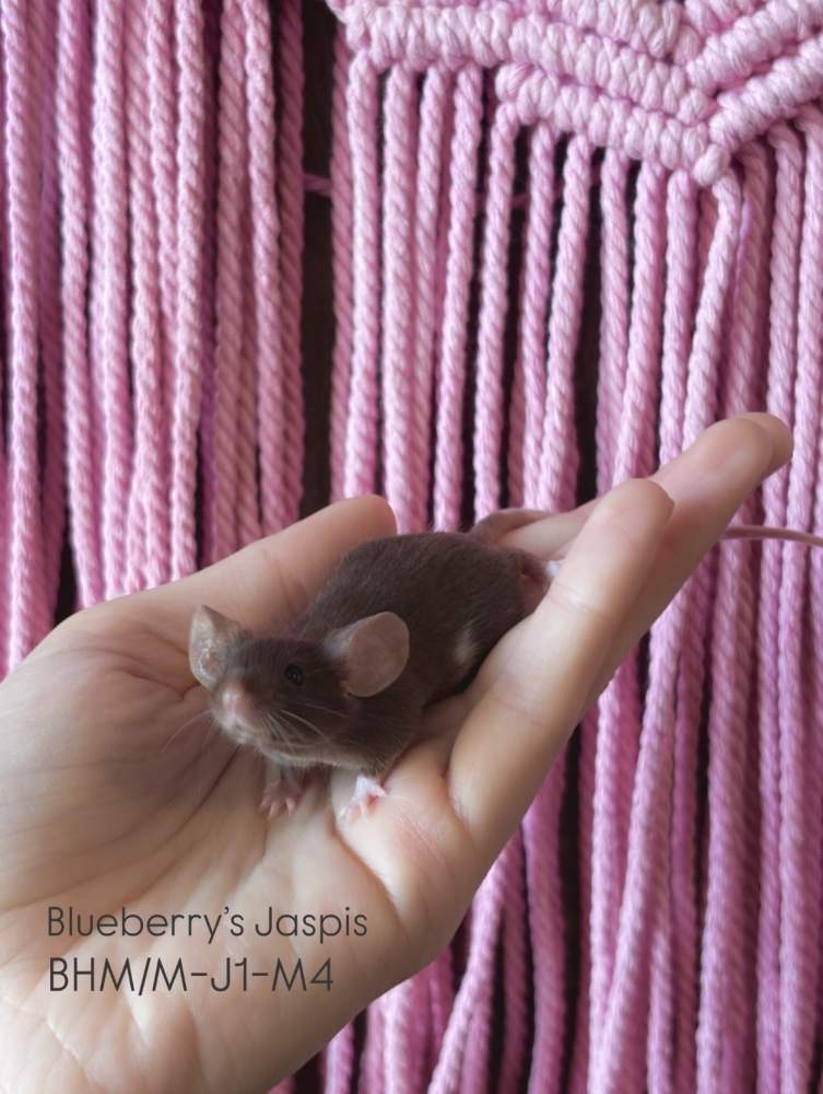 Fancy mouse Pet only Mus musculus 