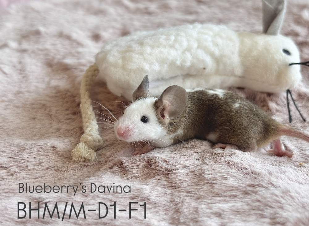 Fancy mouse Breeder Mus musculus 