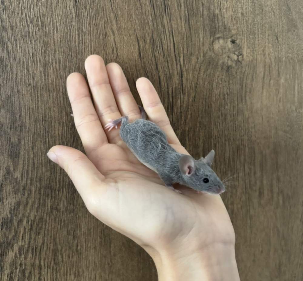 Fancy mouse Pet only Mus musculus 