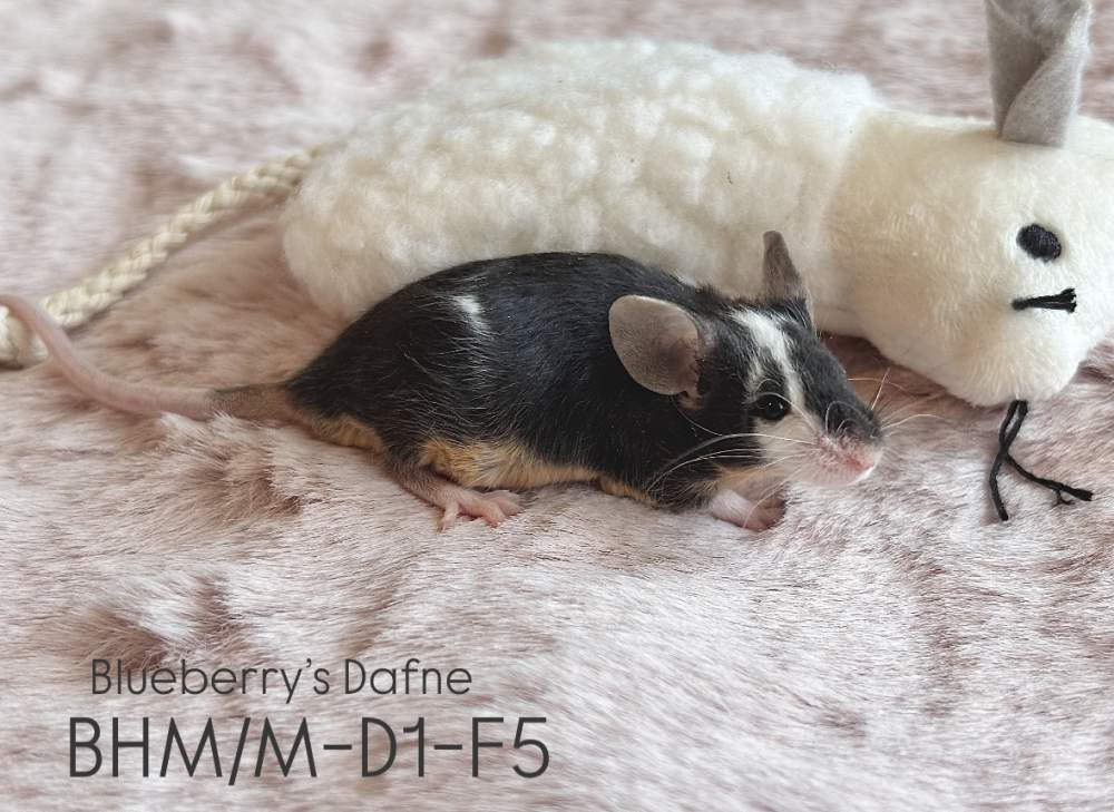 Fancy mouse Breeder Mus musculus 