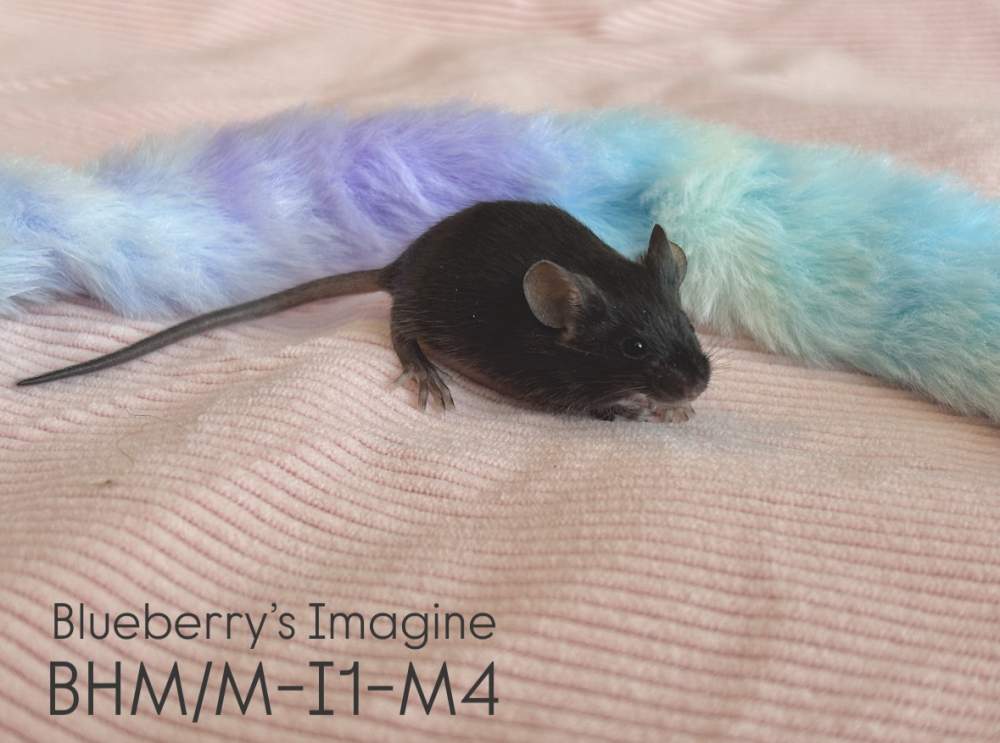 Fancy mouse Pet only Mus musculus 