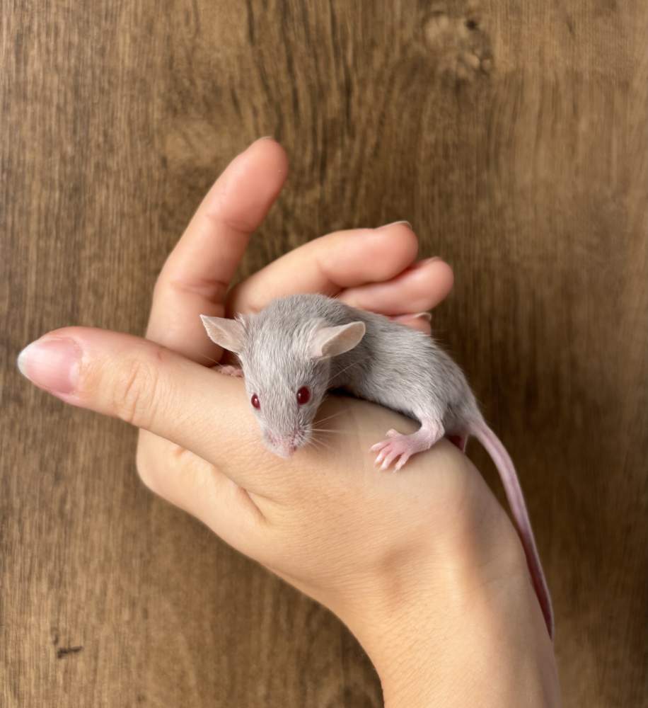 Fancy mouse Pet only Mus musculus 