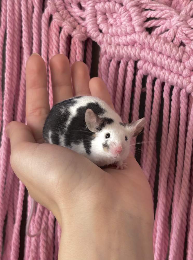 Fancy mouse Breeder Mus musculus 