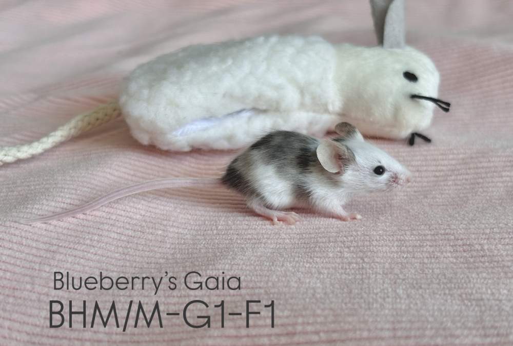 Fancy mouse Pet only Mus musculus 