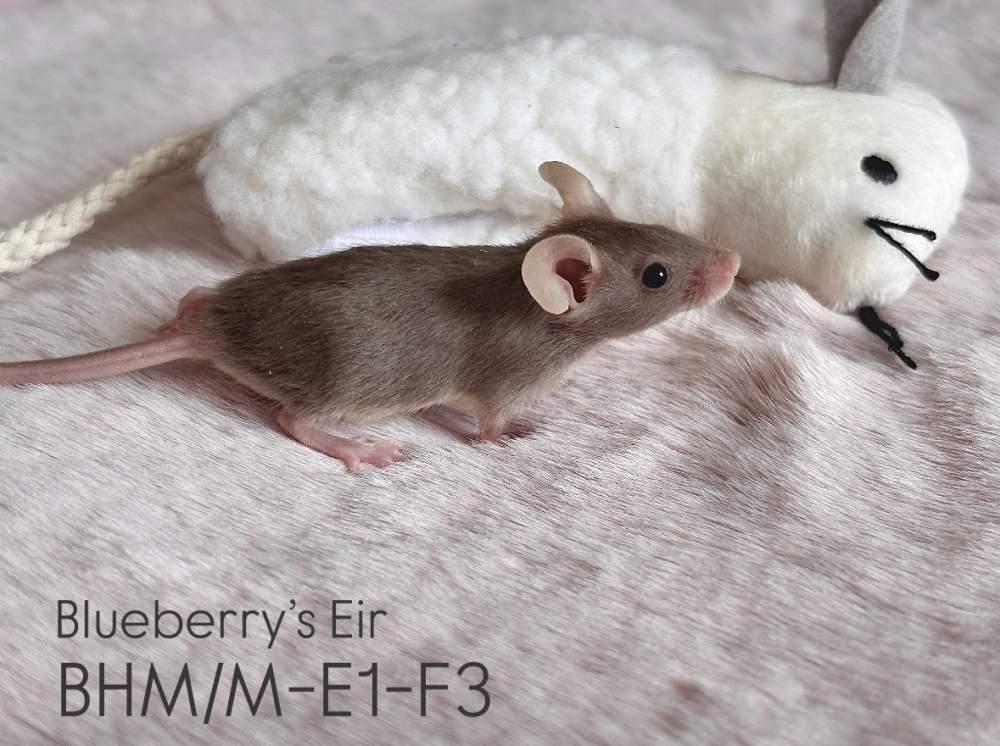 Fancy mouse Rehomed Mus musculus 