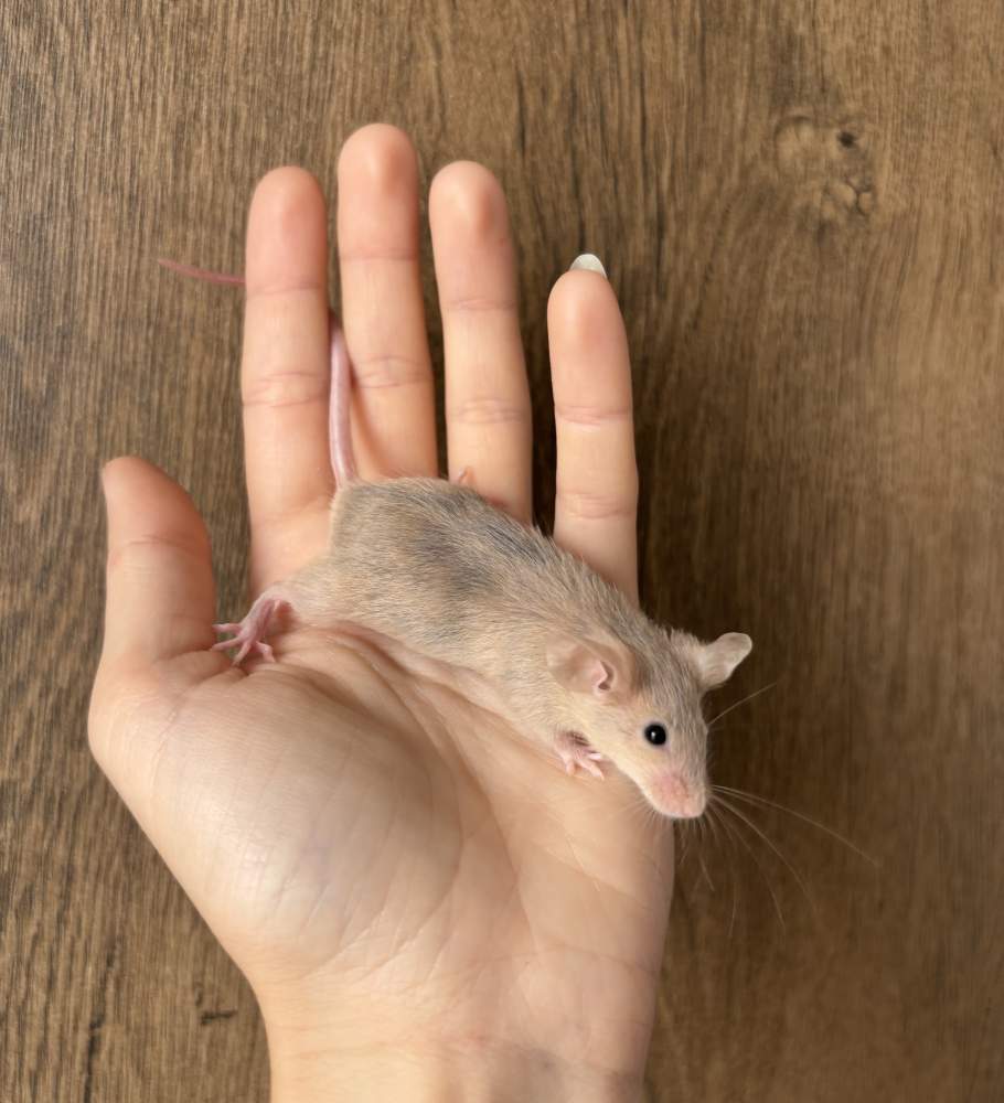 Fancy mouse Pet only Mus musculus 