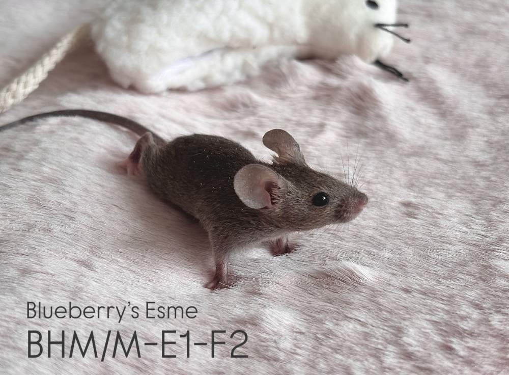 Fancy mouse Pet only Mus musculus 
