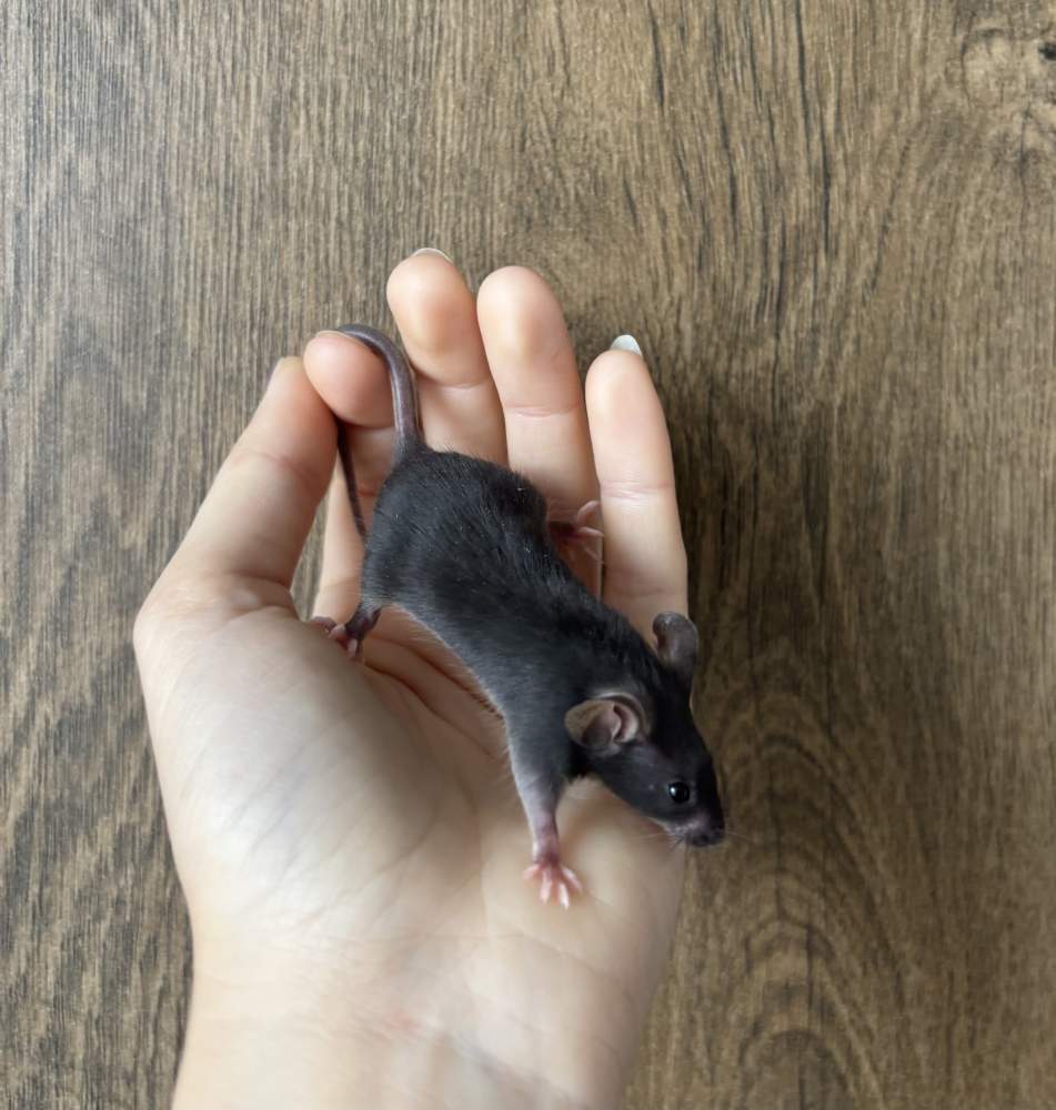 Fancy mouse Pet only Mus musculus 