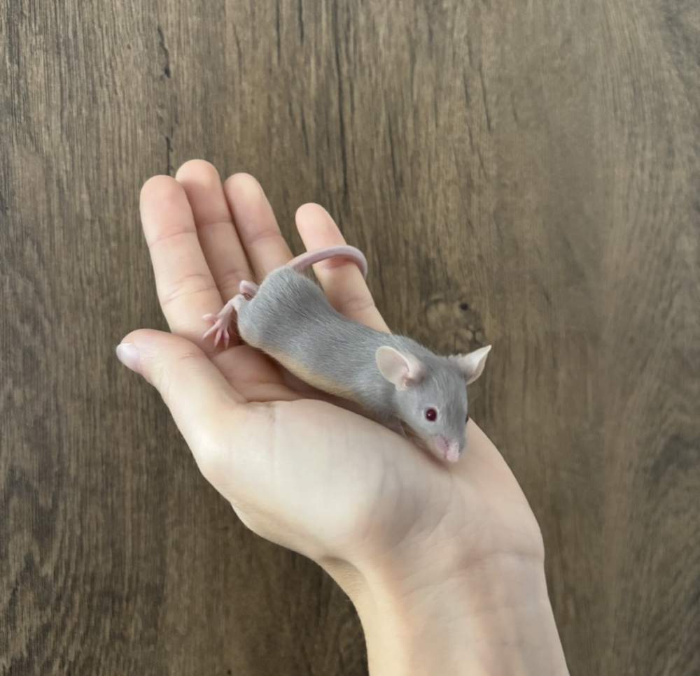 Fancy mouse Pet only Mus musculus 