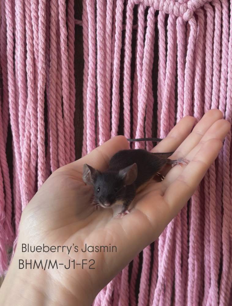 Fancy mouse Pet only Mus musculus 