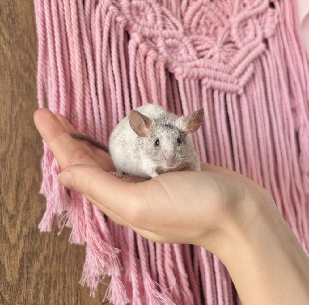 Fancy mouse Breeder Mus musculus 