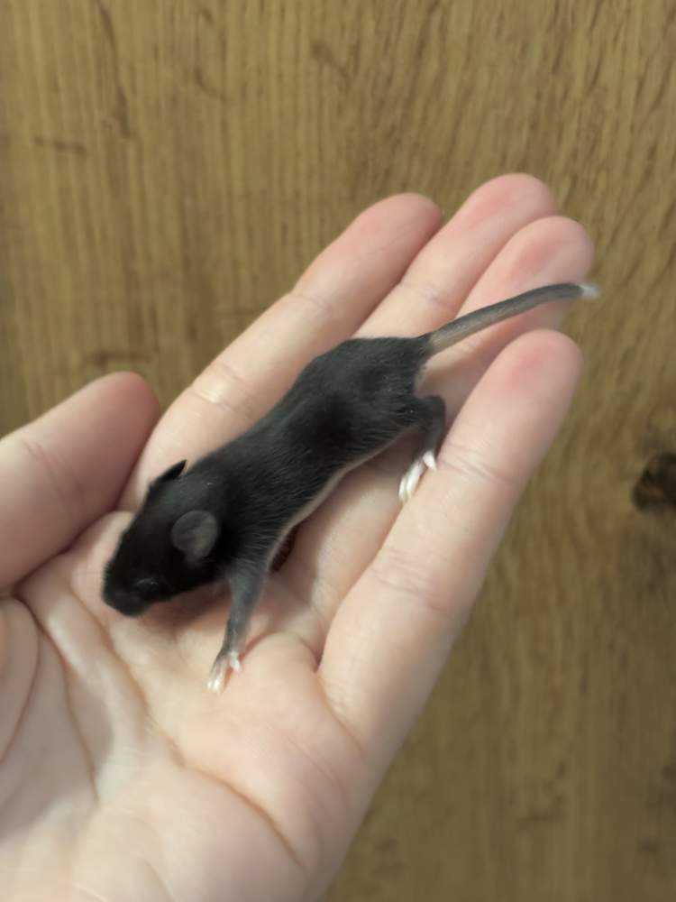 Fancy mouse Breeder Mus musculus 