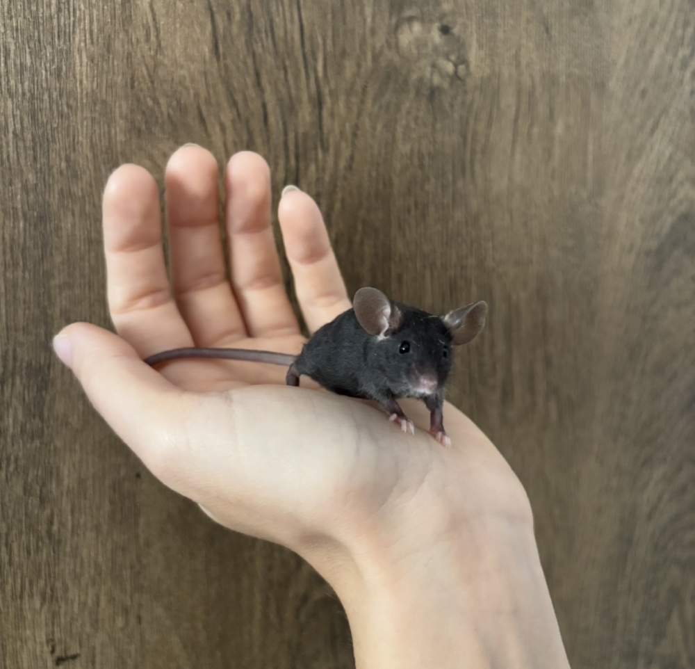 Fancy mouse Pet only Mus musculus 