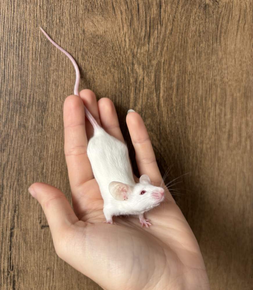Fancy mouse Pet only Mus musculus 