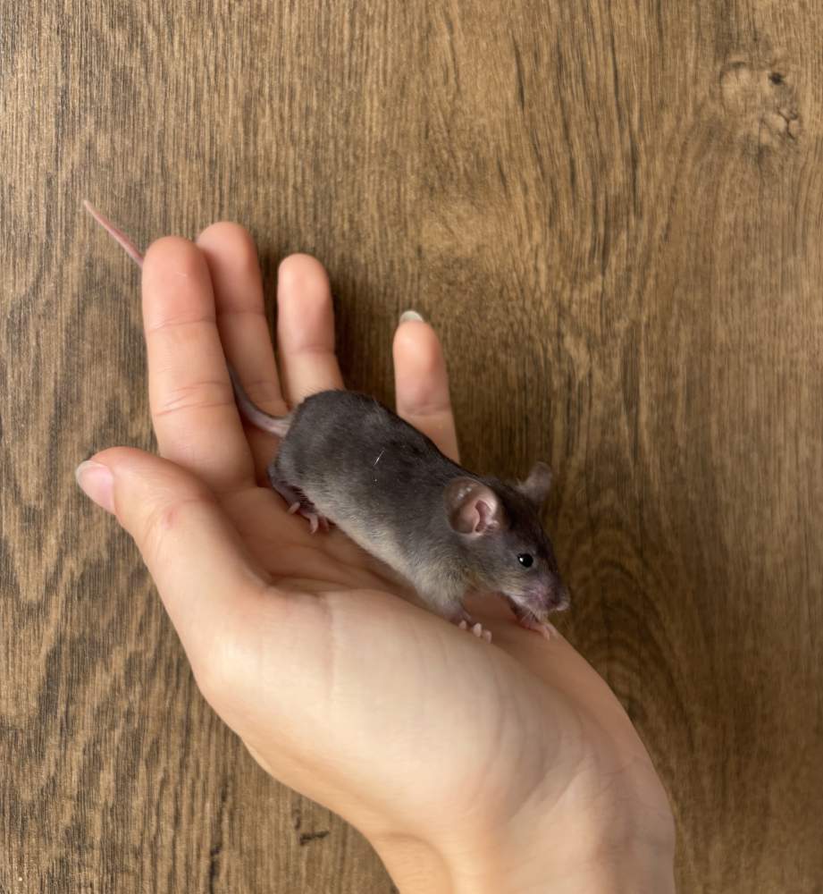 Fancy mouse Pet only Mus musculus 