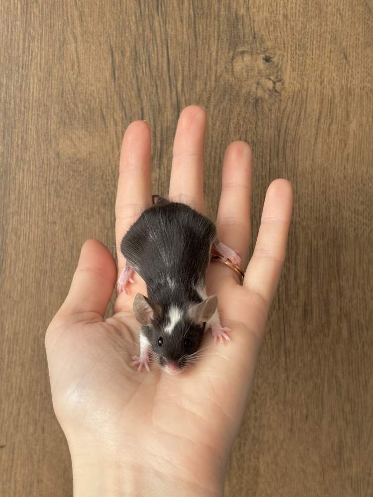 Fancy mouse Pet only Mus musculus 