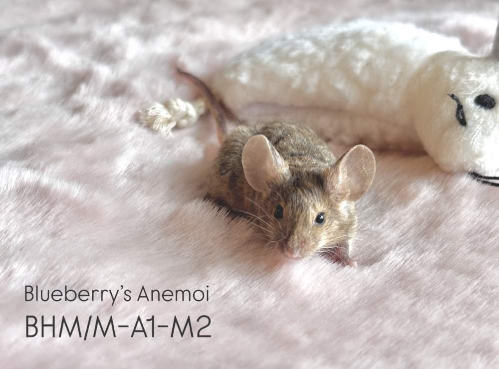 Fancy mouse Pet only Mus musculus 