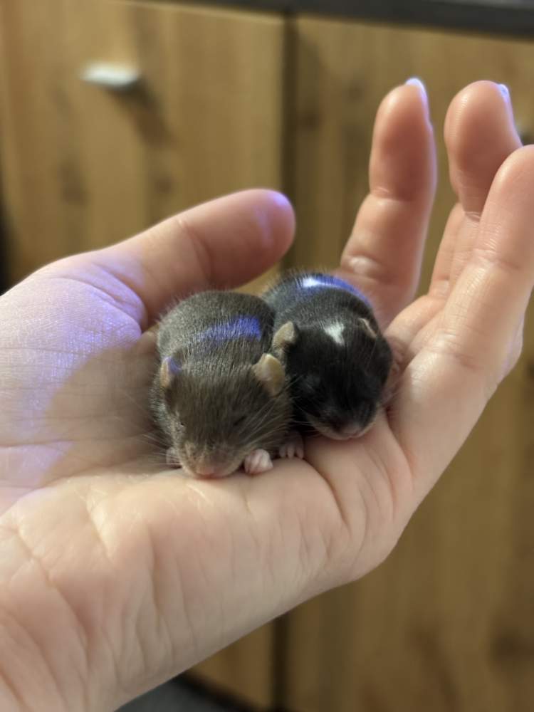 Fancy mouse Breeder Mus musculus 