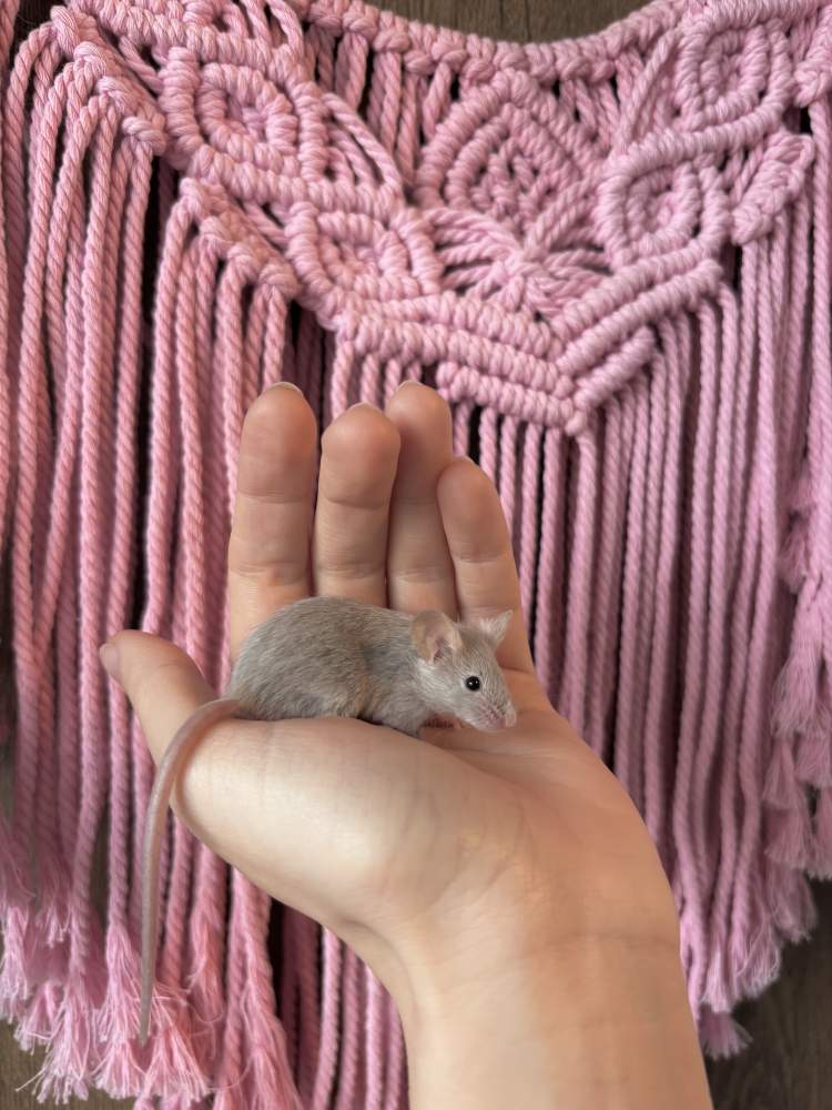 Fancy mouse Pet only Mus musculus 