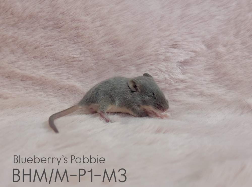 Fancy mouse Pet only Mus musculus 