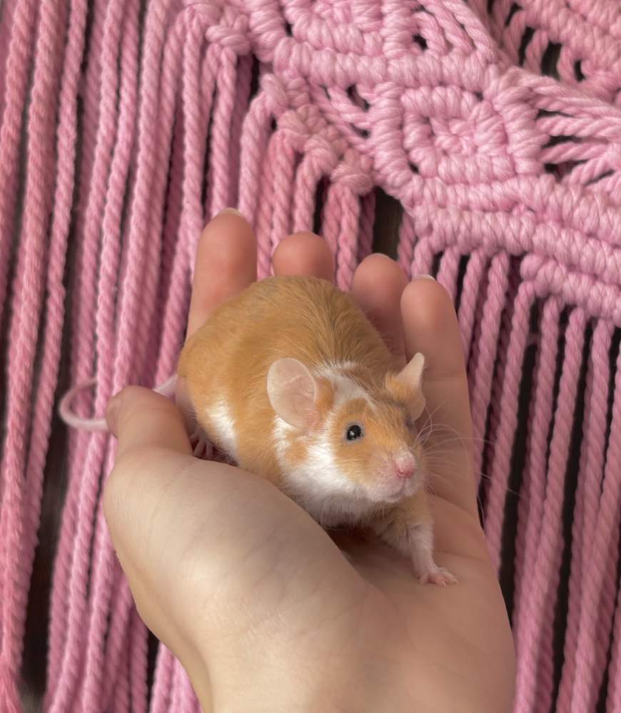 Fancy mouse Breeder Mus musculus 