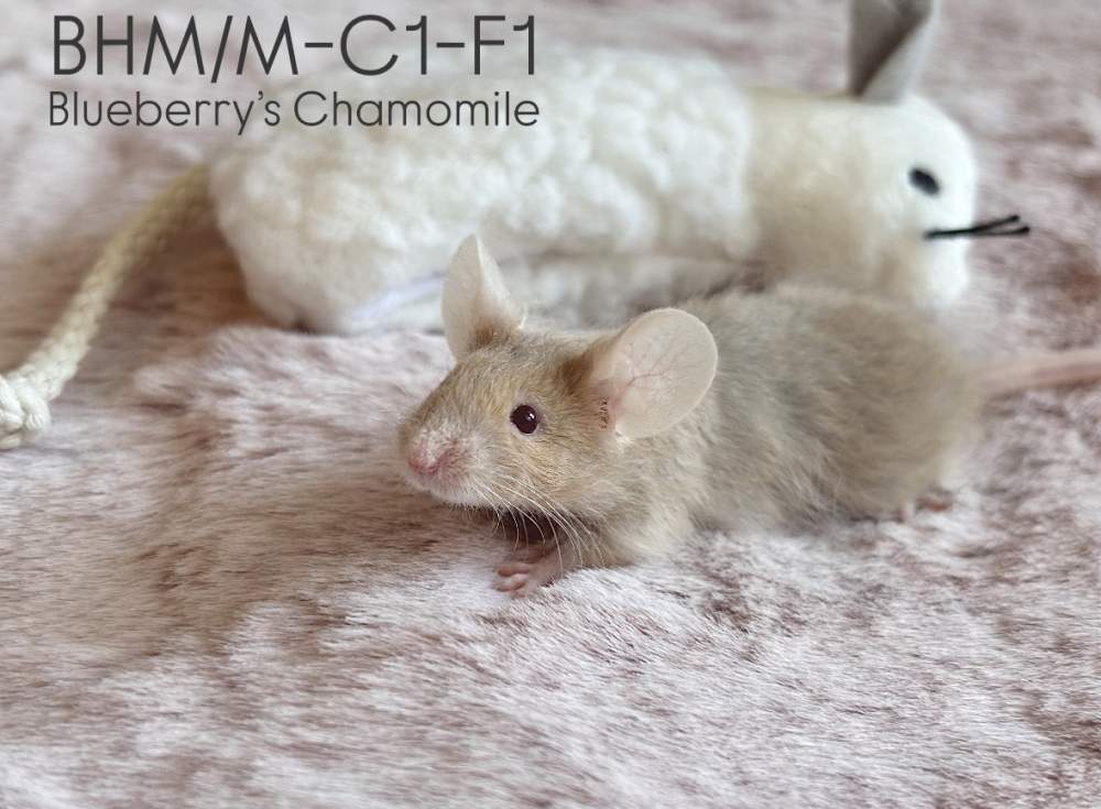 Fancy mouse Breeder Mus musculus 